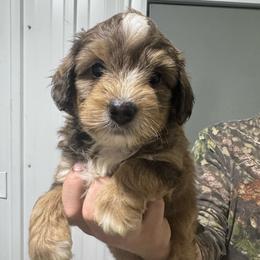 Brown - Chocolate merle male Bernedoodle puppy in Petersburg, Michigan from Brittany’s Mini Bernedoodles