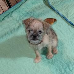 Brussels Griffon Puppies from Turkey Ridge Brussels Griffons