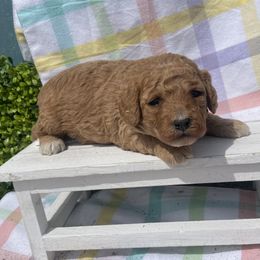 Boy 1 - Bernedoodle puppy in Amherst, Nebraska from Pile Family Goldendoodles