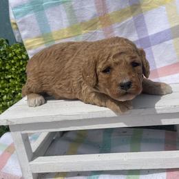 Boy 1 - Bernedoodle puppy in Amherst, Nebraska from Pile Family Goldendoodles