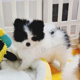 Penny - Black parti female Pomeranian puppy in Ponca City, Oklahoma from Bliss Acres Farm