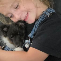 Rambo - Black white and tan male Shetland Sheepdog puppy in Gladbrook, Iowa from T Triple C Shelties