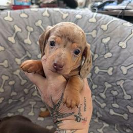 Sammy - Dapple male Dachshund puppy in Barnard, Missouri from KB Doxies