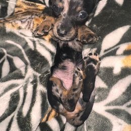 Dachshund Puppies from Garland Weens
