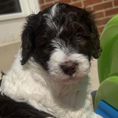 Kristi Yamaguchi - female Australian Mountain Doodle puppy in Greenville, Ohio from Woodbriar Wags