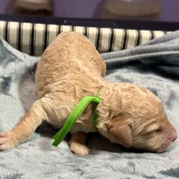 Trip green - Apricot female Goldendoodle puppy in Lakeland, Florida from Poodles Doodles Standard and Mini LLC