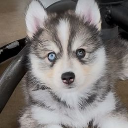 Eliza - Black and white female Pomsky puppy in Broken Arrow, Oklahoma from Sterling Pomskies