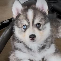 Eliza - Black and white female Pomsky puppy in Broken Arrow, Oklahoma from Sterling Pomskies