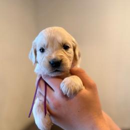 Female puppy pick 5 - Light golden female Golden Retriever puppy in Colville, Washington from Columbia Ridge Goldens