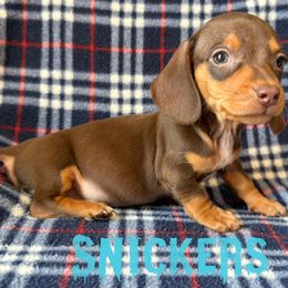 Snickers - Chocolate and tan male Dachshund puppy in New Mexico from Long Dog Ranch