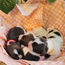 English Springer Spaniel puppies from Hearthstone Springers