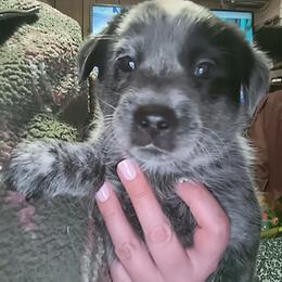 Dancer - Blue male Australian Cattle Dog puppy in Morton, Illinois from KT Ranch ACDs