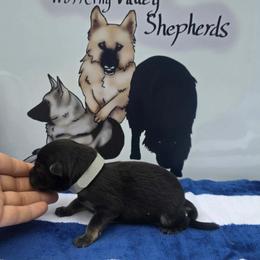 Gray Collar - Black and silver male German Shepherd puppy in Cadet, Missouri from Working Valley Shepherds