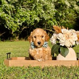 Green boy - Red male Bernedoodle puppy in Silver Creek, Georgia from Sweet Georgia Doodles