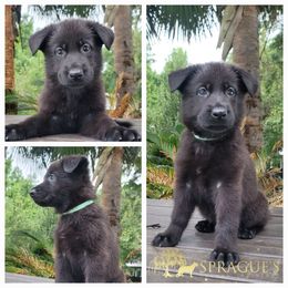 German Shepherd Puppies from Sprague's German Shepherds
