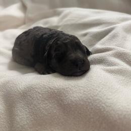 Tamarindo - Merle male Bernedoodle puppy in Silver Lake, Indiana from ‘Mut’zger Doodles