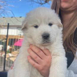 Anatolian Pyrenees Puppies from Daisy's Dog House
