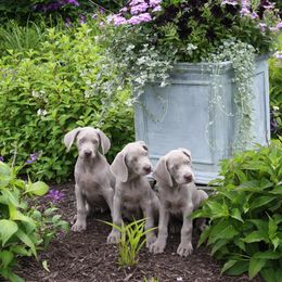 Weimaraner Puppies from Simpatico