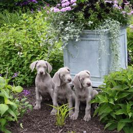 Weimaraner Puppies from Simpatico