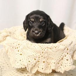 Jet - Black and cream male Dachshund puppy in Laurel, Mississippi from Kissinger Dachshunds