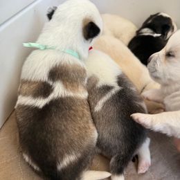 Teal Collar - Black and white male Pomsky puppy in Exeter, Rhode Island from Ocean State Pomskies