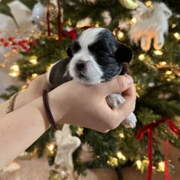 Girl 6 - female Shih Tzu puppy in Hampton Bays, New York from Delinda Shih Tzus