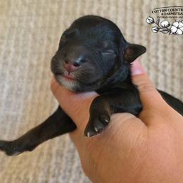 Girl 4 - Black tri-color female Aussiedoodle puppy in Vinemont, Alabama from Cotton Country Kennels