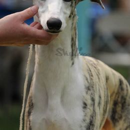 Whippets from C