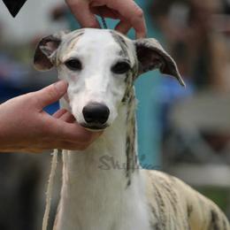 Whippets from C