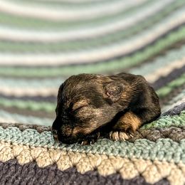 Girl 2 - Salt and pepper Miniature Schnauzer puppy in Woodburn, Kentucky from Southern Kentucky Schnauzers
