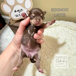 Eggnog Latte - Chocolate and tan female Chihuahua puppy in Woodstock, Georgia from iChihuahuas Kennel