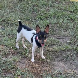 Misty Pup A - White black and tan male Toy Fox Terrier puppy in Clermont, Florida from Debbie Hiles's Toy Fox Terriers