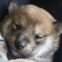 Shiba Inu from Shinobi Shiba