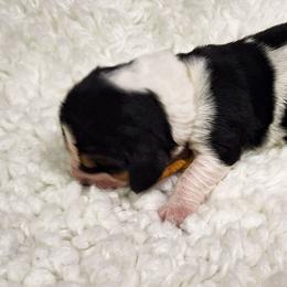 Forrest - Black brown and white male Basset Hound puppy in Mack's Creek, Missouri from Mack's Creek Basset Hounds