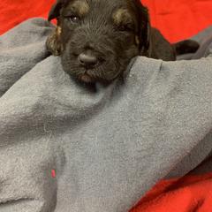 Border Collie and Bordoodle Puppies from Sunrise Kennels