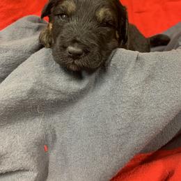 Border Collie and Bordoodle Puppies from Sunrise Kennels