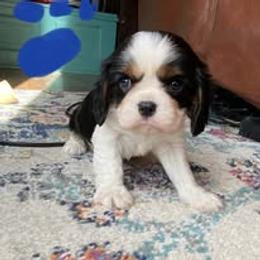 Mr. Dark Blue - Tri-color male Cavalier King Charles Spaniel puppy in Hawley, Colorado from Scofield Cavaliers