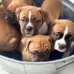 Boxer Puppies from Yuni’s AKC Boxers
