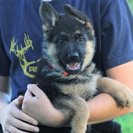 German Shepherd Puppies from Valiant Shepherds