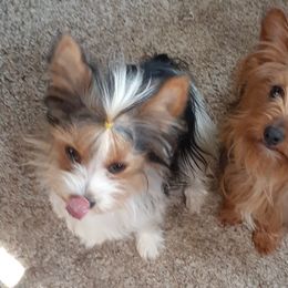 Yorkshire Terriers from Anks Toys Yorkshire terriers