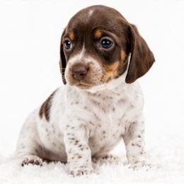 Chole - Piebald female Dachshund puppy in Desloge, Missouri from Snows Doxies