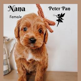 Nana - Red  female Goldendoodle puppy in Hilton, New York from The House of Goldendoodle