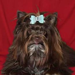 Harper - Yorkshire Terrier