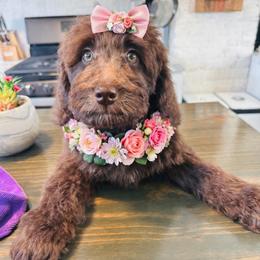J'Adore - Brown female Bernedoodle puppy in Ohio from Moore Doodles