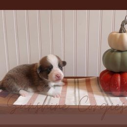 Star - Blue female Pembroke Welsh Corgi puppy in Mannington, West Virginia from Sunshine Corgies