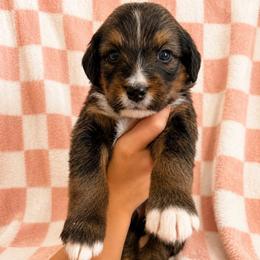 Avonlea - Tri-color female Bernedoodle puppy in Holden, Missouri from Mid-West Bernedoodles