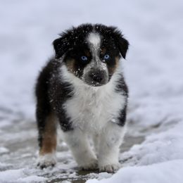 Australian Shepherd, Miniature American Shepherd, Miniature Australian Shepherd, and Toy Australian Shepherd Puppies from Painted Blue Aussies