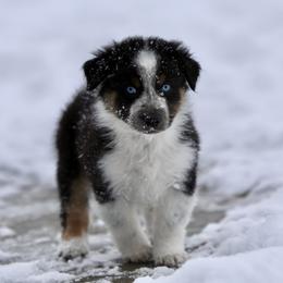 Australian Shepherd, Miniature American Shepherd, Miniature Australian Shepherd, and Toy Australian Shepherd Puppies from Painted Blue Aussies