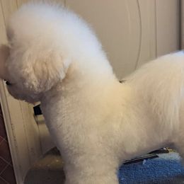Bichon Frises from Just Bichons