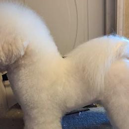 Bichon Frises from Just Bichons